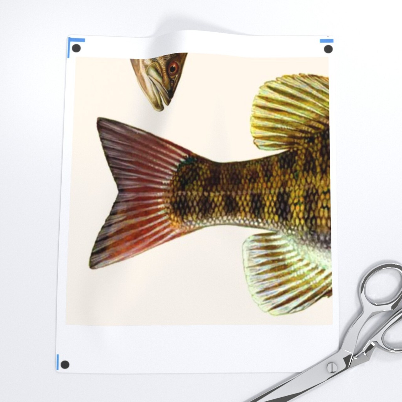 Fish Bass Animal Fishing Custom Printed Fabric by Spoonflower Various Fabrics by the Yard or Fat Quarter